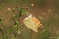 Colotis fausta (Mezopotamya Kolotisi)